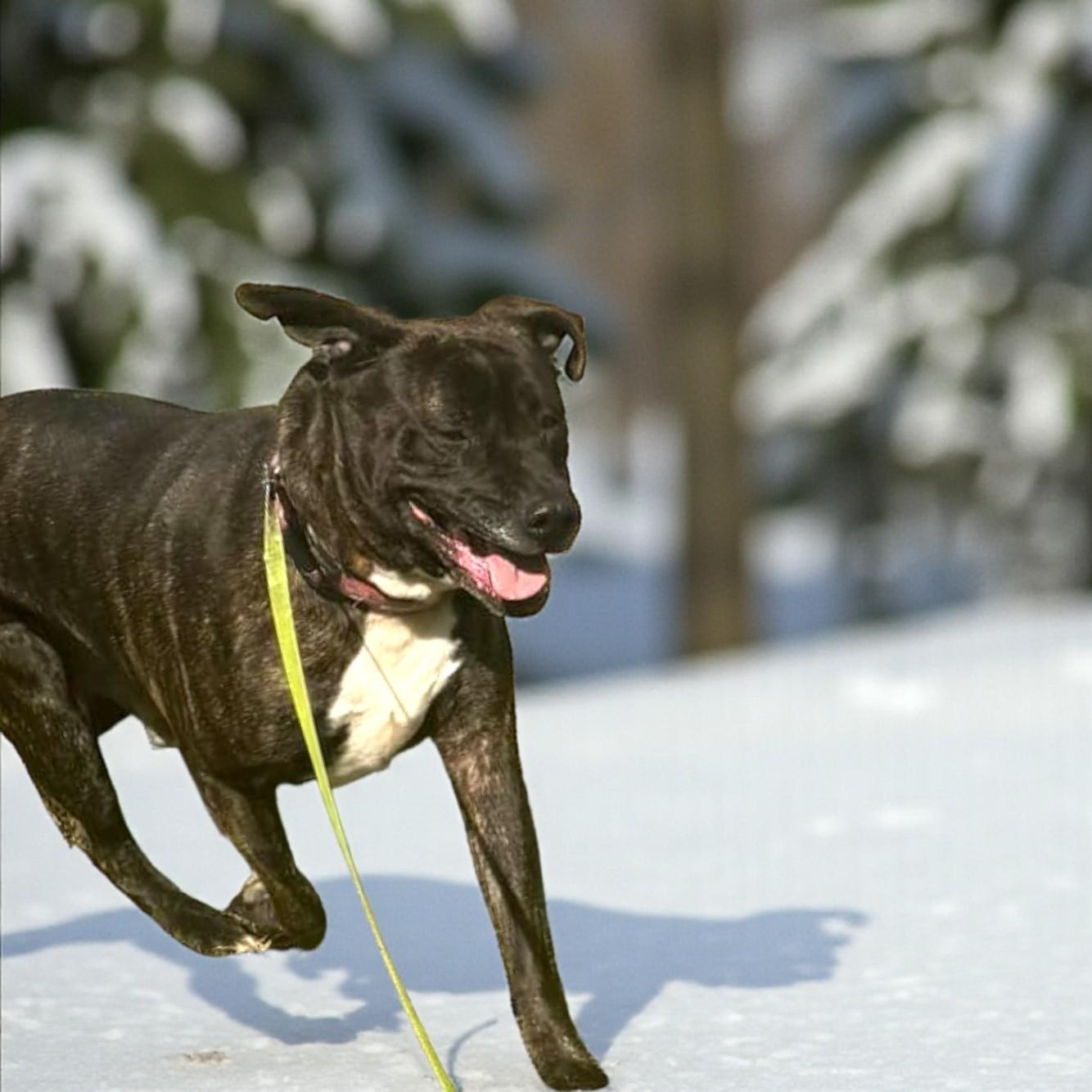 Harvey, a Adoptable mixed breed in Richmond, KY image 3/4