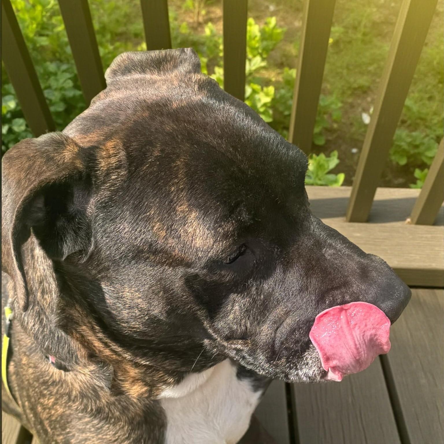 Harvey, a Adoptable mixed breed in Richmond, KY image 4/4