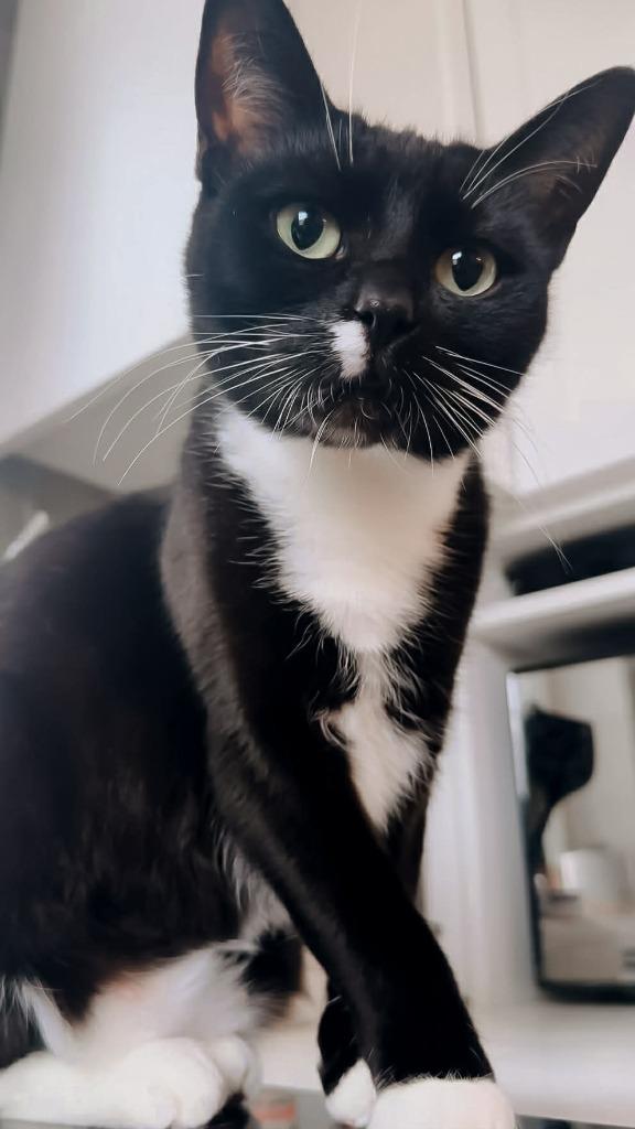 Kitty, Adoptable, Young Female Domestic Short Hair.