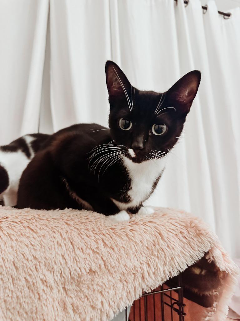 Kitty, Adoptable, Young Female Domestic Short Hair.