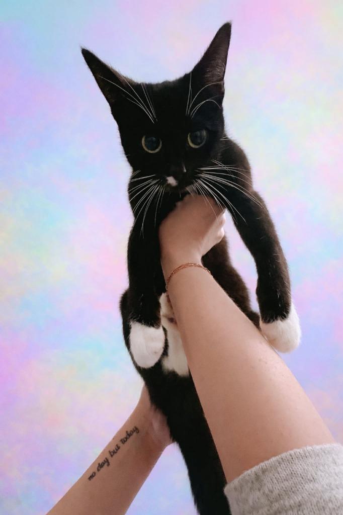 Enlarge Kitty, a Adoptable Domestic Short Hair in Arthur, ON image 2/4