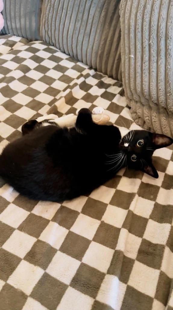 Enlarge Kitty, a Adoptable Domestic Short Hair in Arthur, ON image 4/6