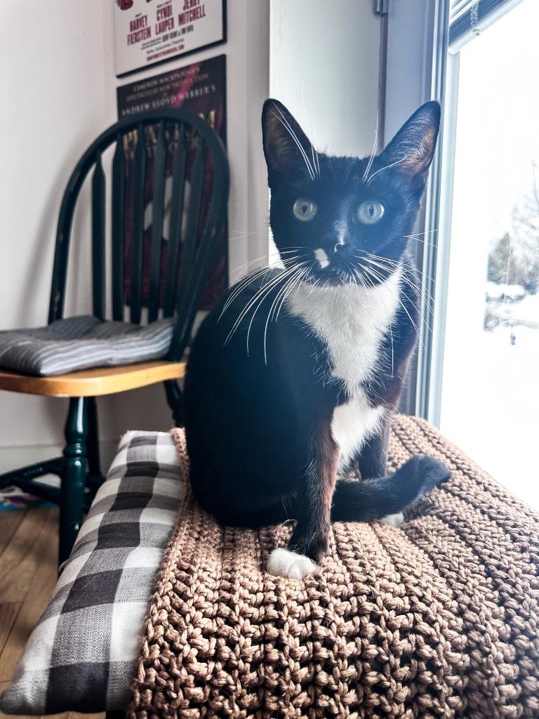 Enlarge Kitty, a Adoptable Domestic Short Hair in Arthur, ON image 3/4