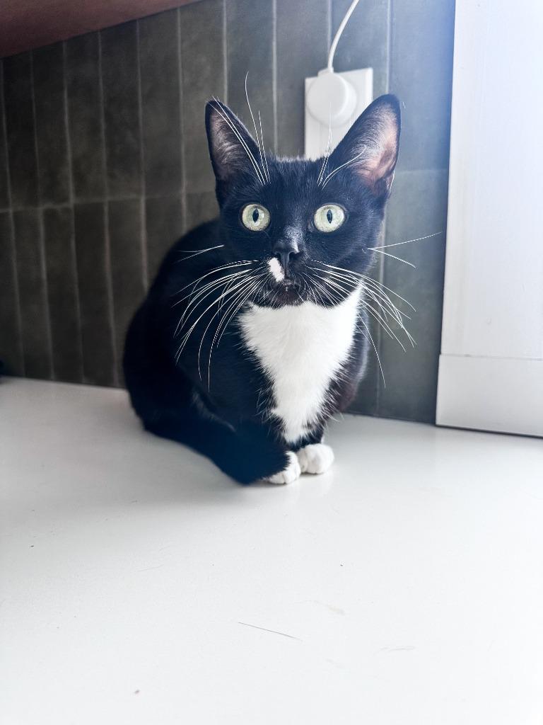 Enlarge Kitty, a Adoptable Domestic Short Hair in Arthur, ON image 4/4