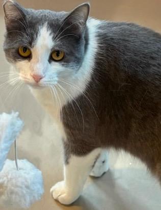 GRACE, Adoptable, Adult Female Domestic Short Hair.