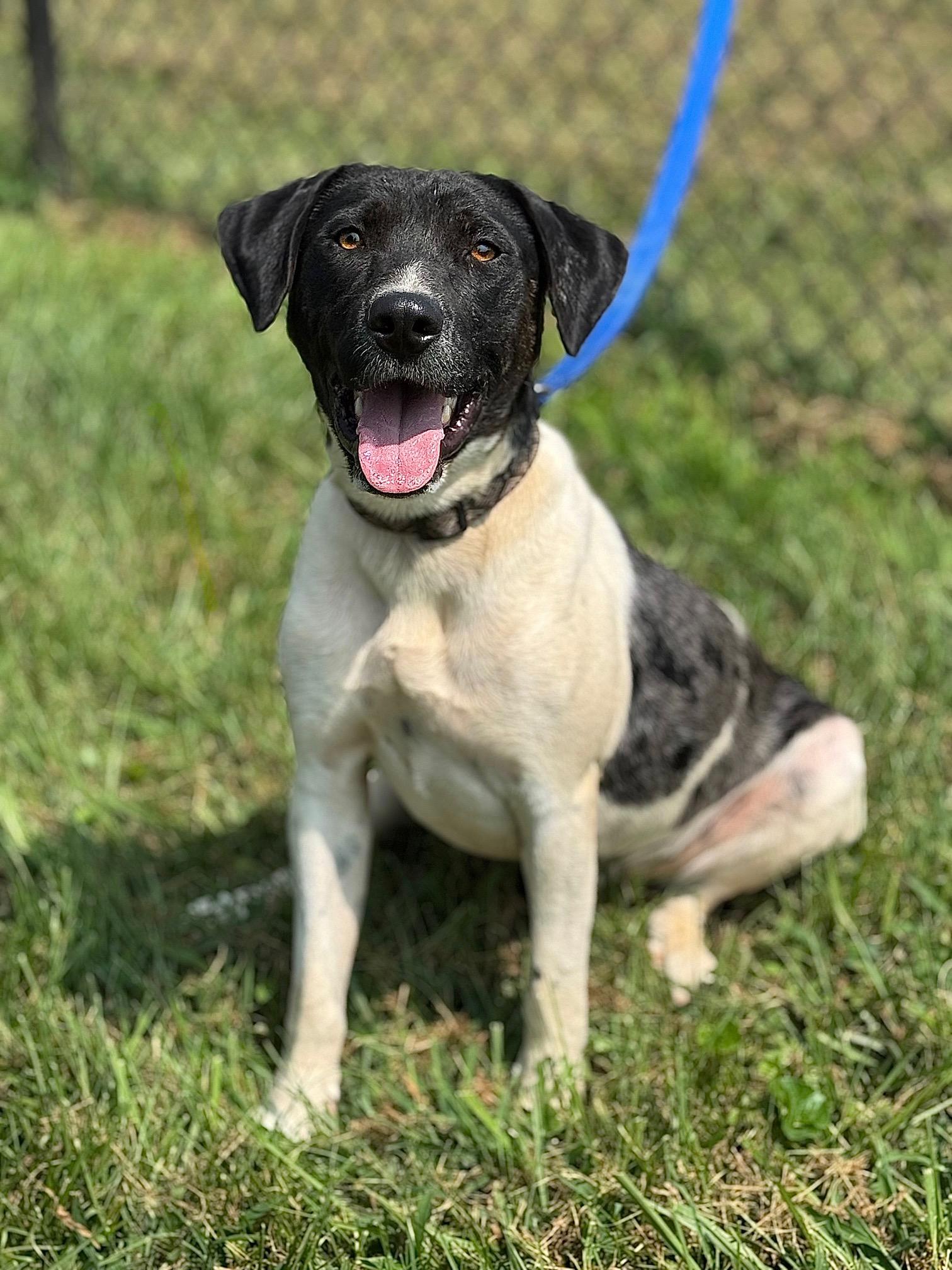 Matrix, a Adoptable Mixed Breed image 2/6