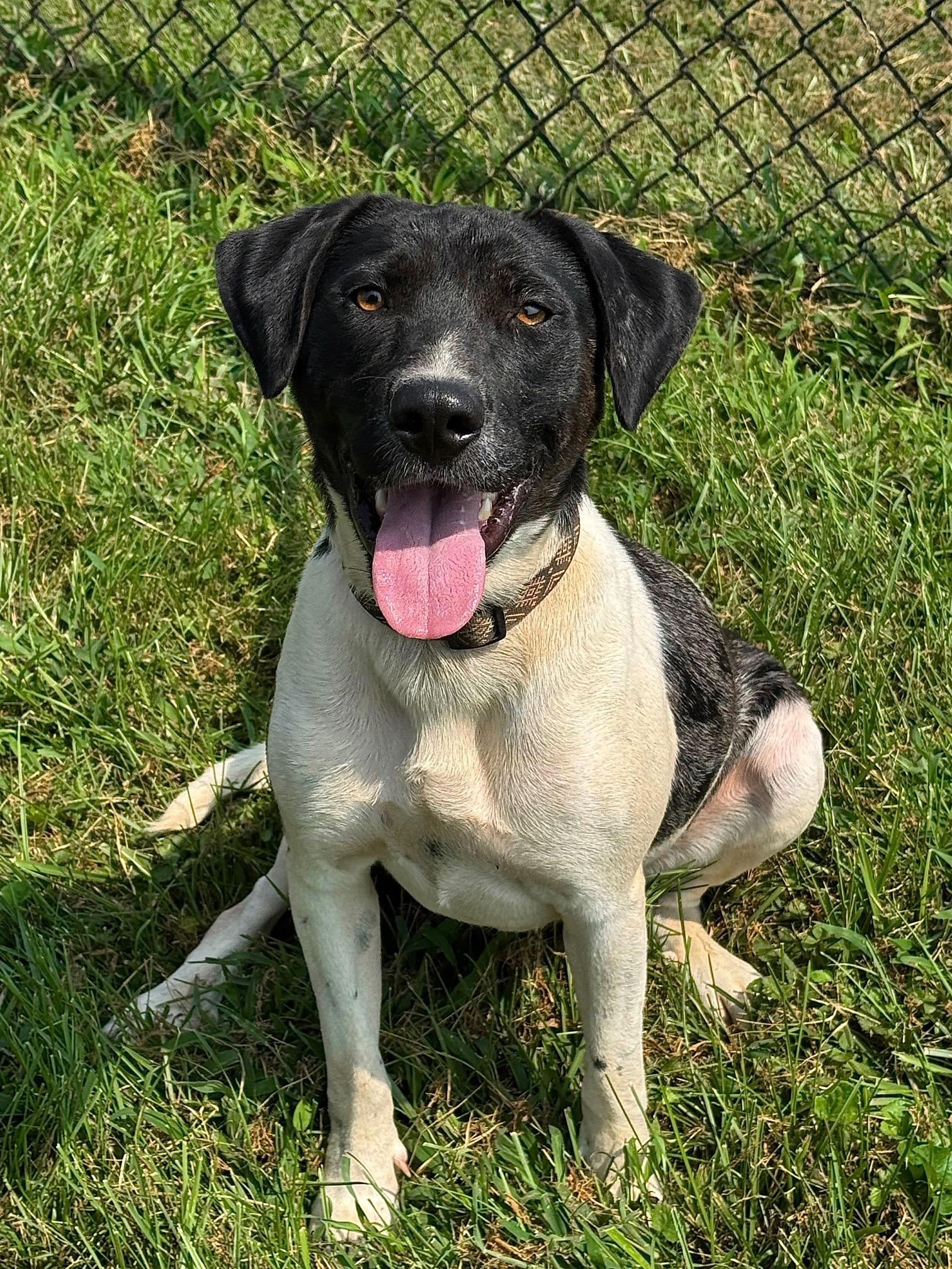 Matrix, a Adoptable Mixed Breed image 3/6