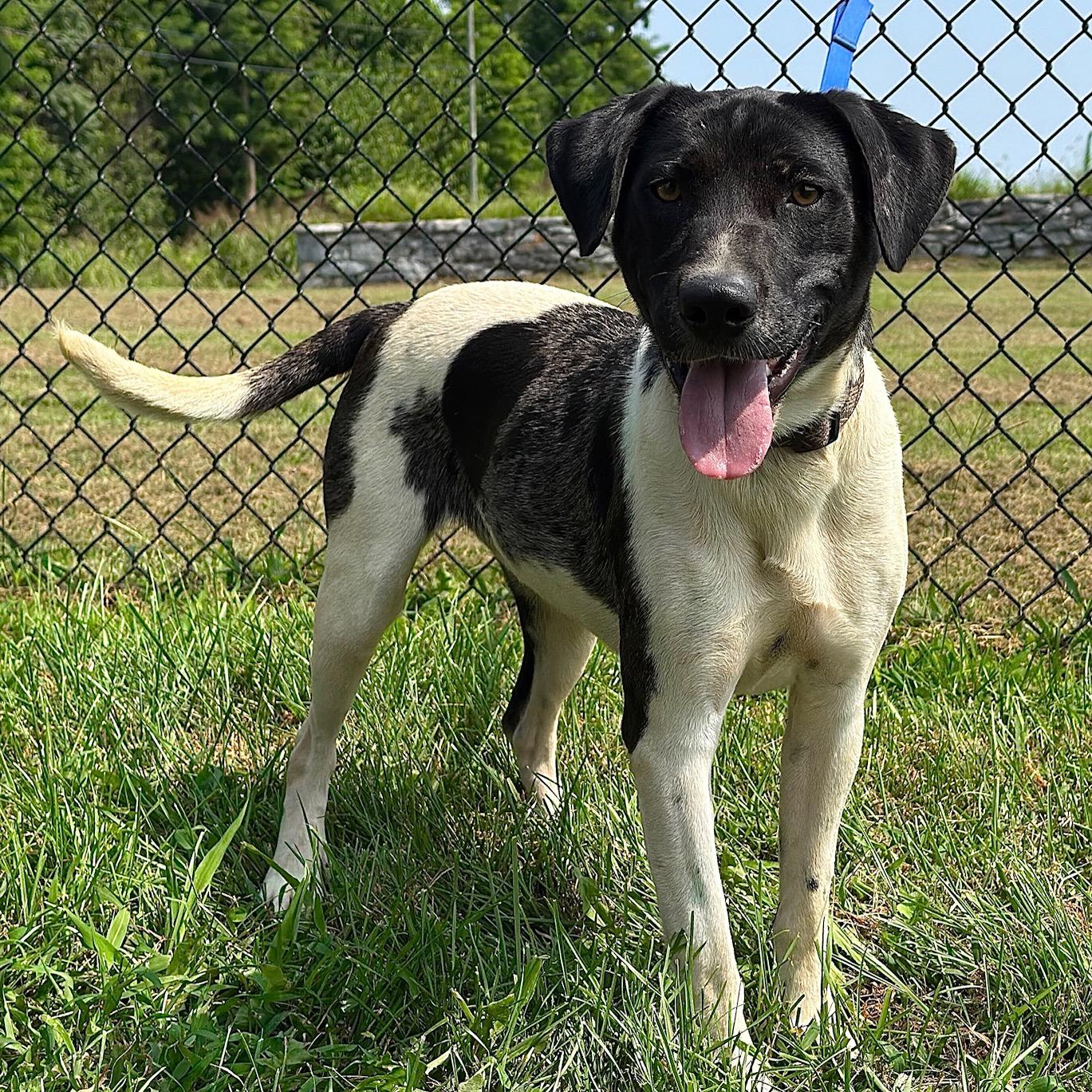 Matrix, a Adoptable Mixed Breed image 4/6