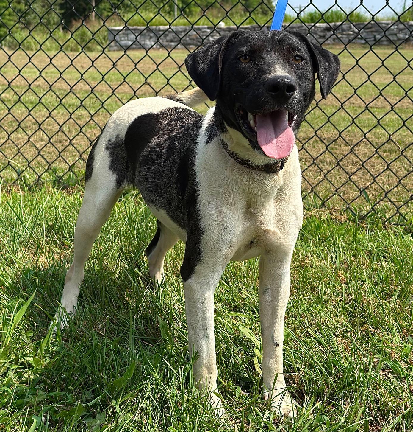 Matrix, a Adoptable Mixed Breed image 1/6