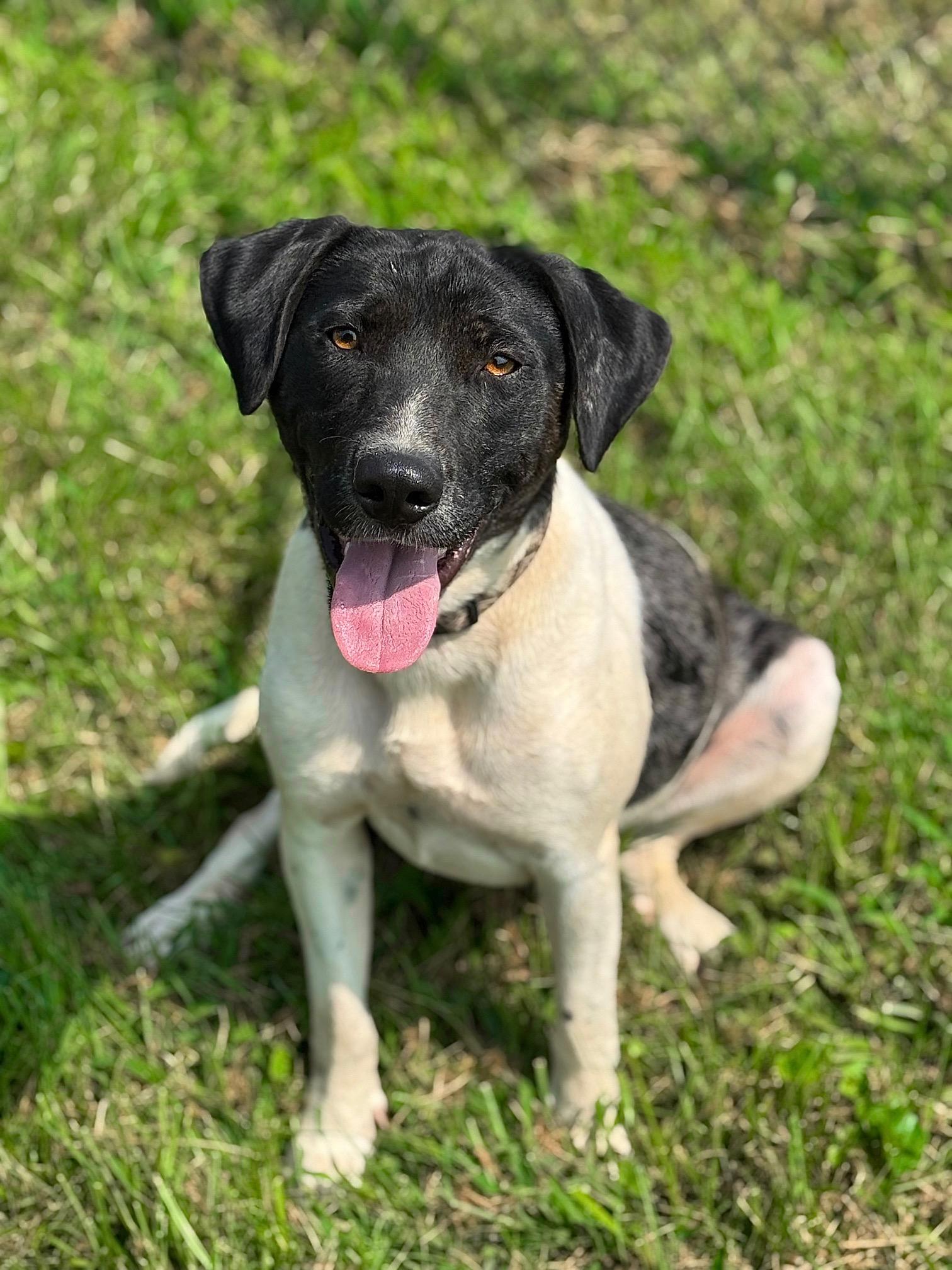 Matrix, a Adoptable Mixed Breed image 5/6