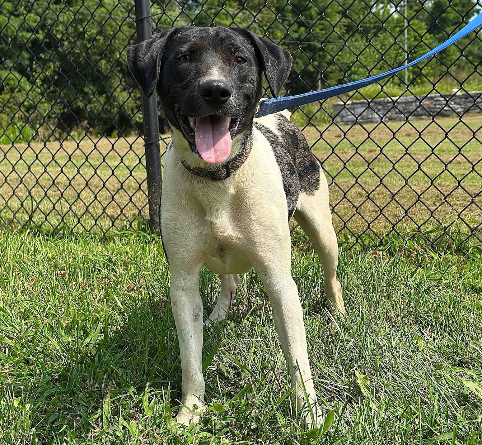 Matrix, a Adoptable Mixed Breed image 6/6