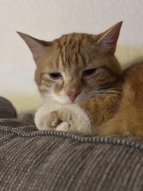 Pedi Paws, Adoptable, Senior Male Domestic Short Hair.