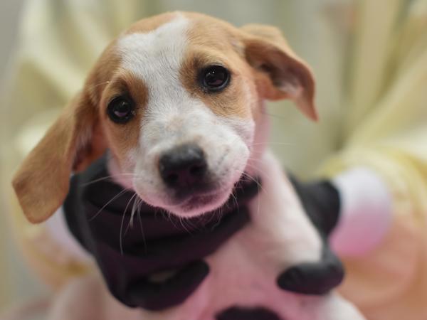 Sunny, Adoptable, Puppy Female Australian Cattle Dog / Blue Heeler & Hound.