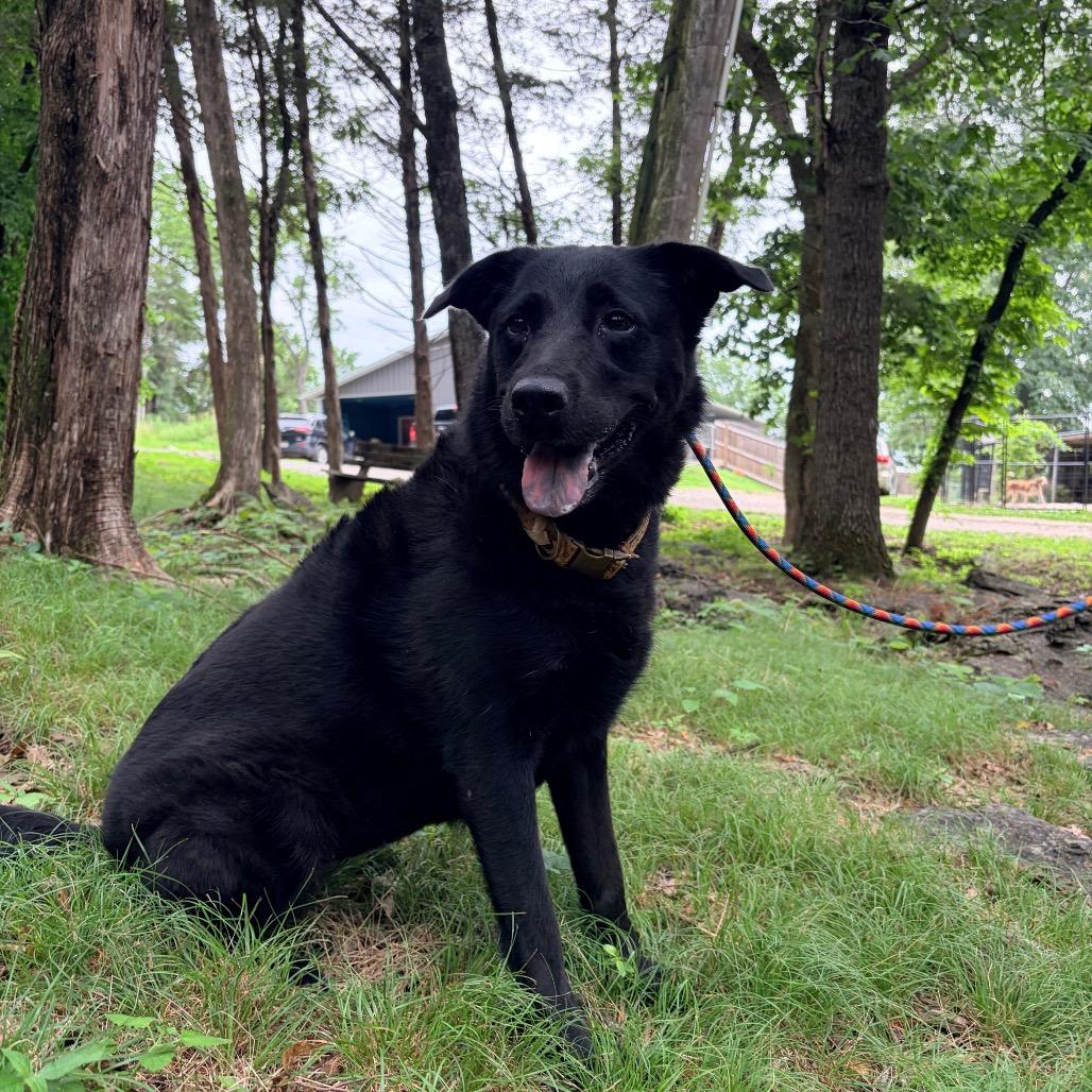 Mugsy, Adoptable, Adult Female Mixed Breed.