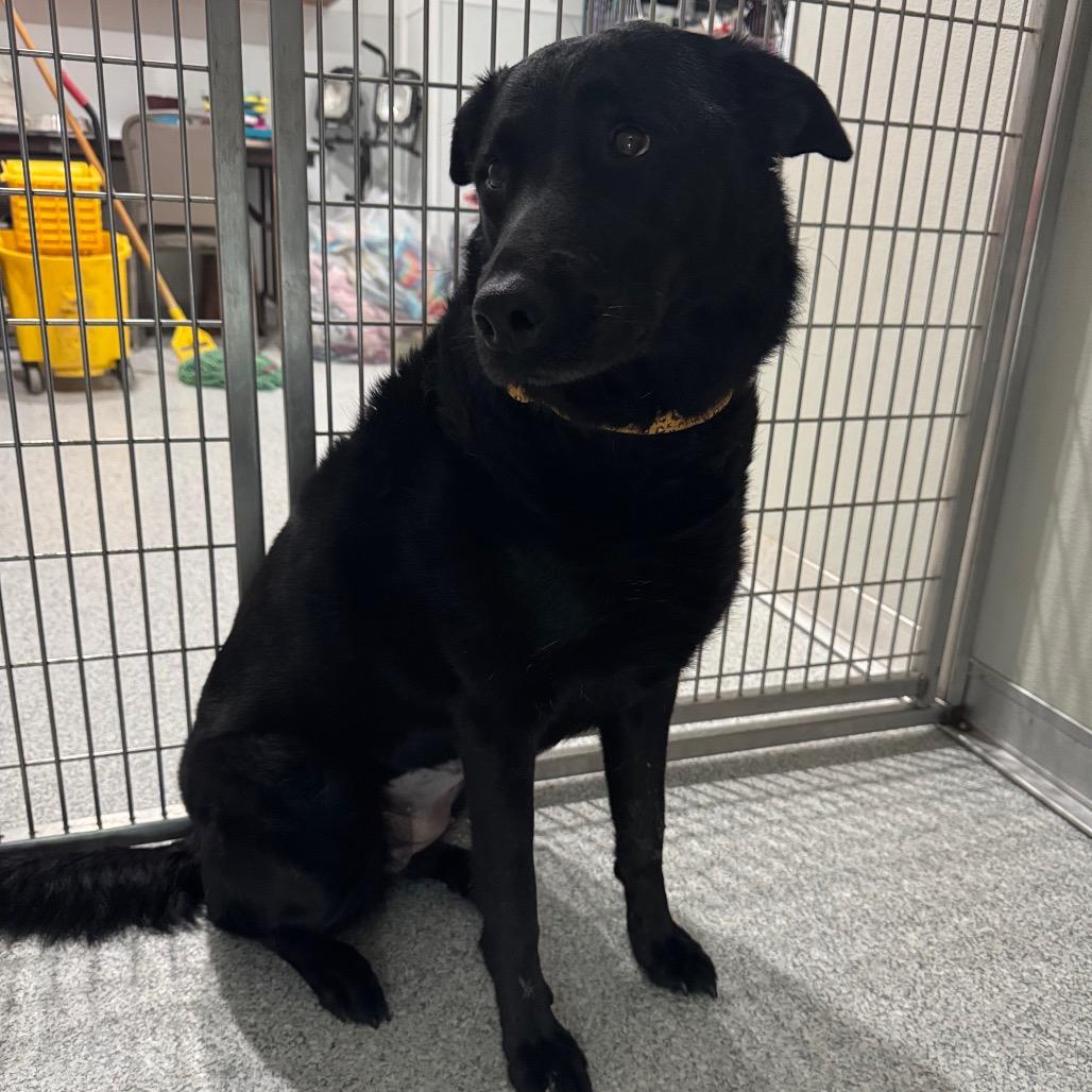 Mugsy, Adoptable, Adult Female Mixed Breed.