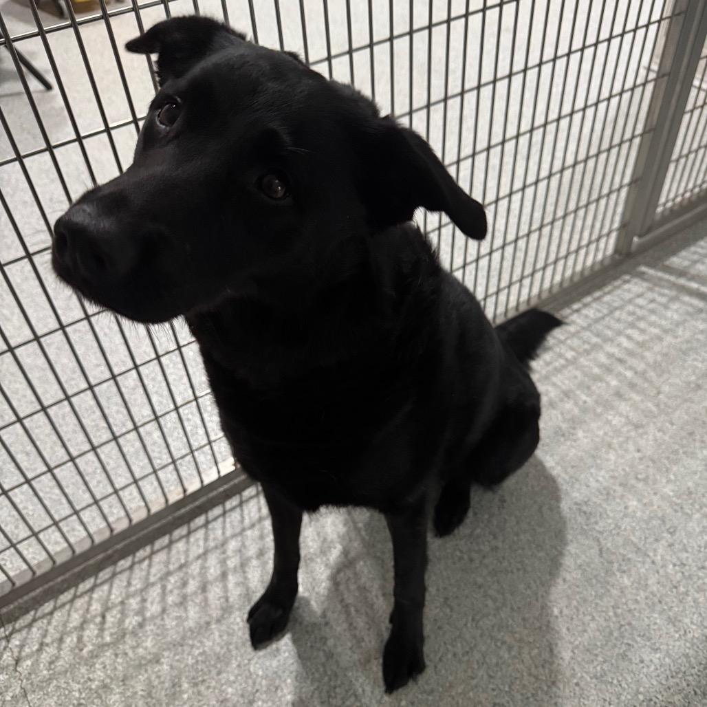 Mugsy, a Adoptable Mixed Breed in Pineville, MO image 2/3