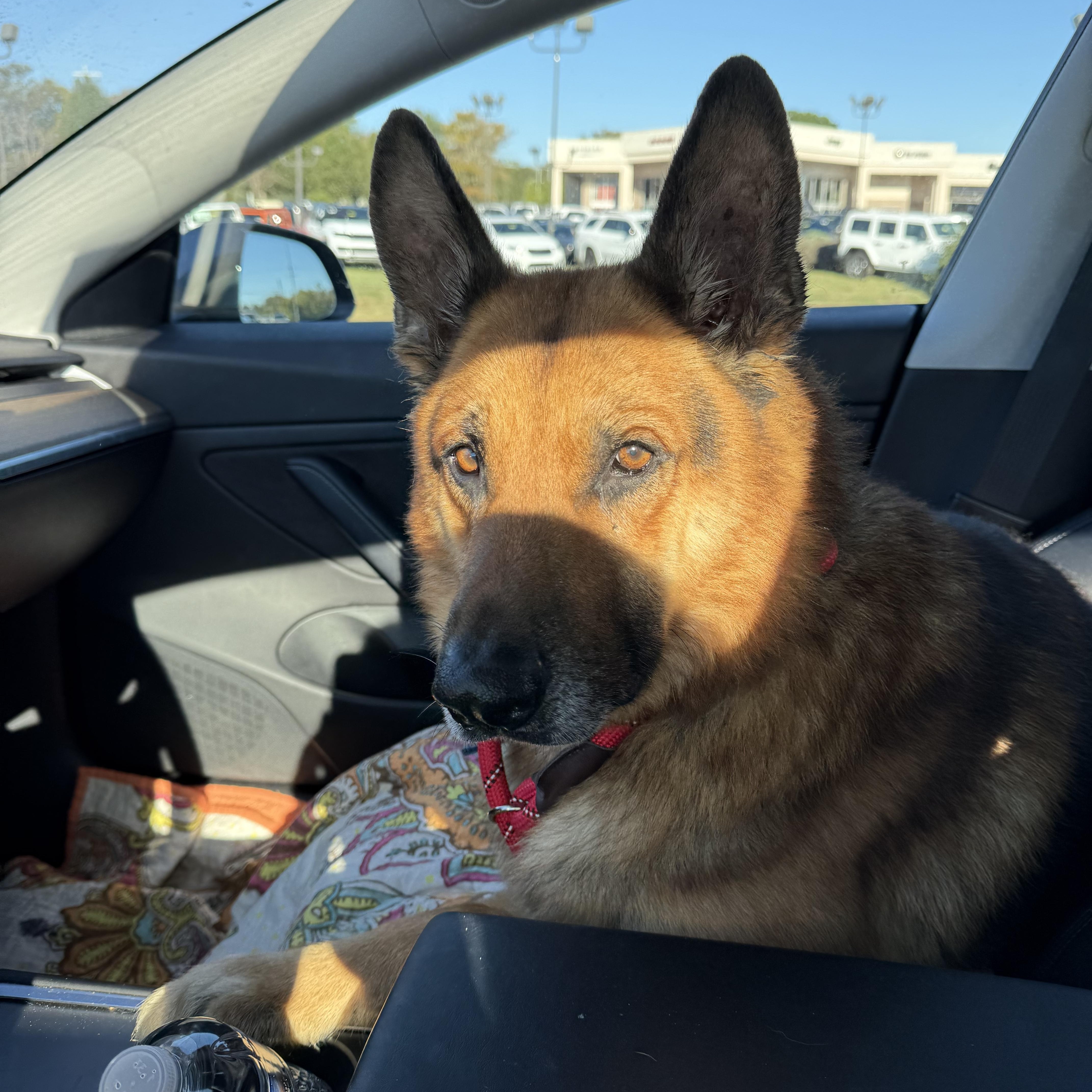 Remi, Adoptable, Adult Male German Shepherd Dog.