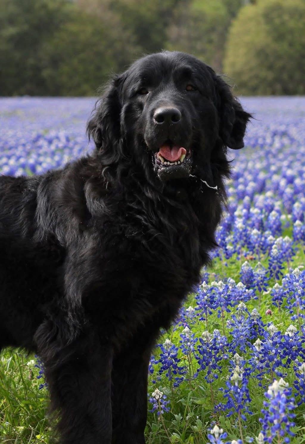 Enlarge Dorothy, a ADOPTABLE Newfoundland Dog in Wagoner, OK image 1/3