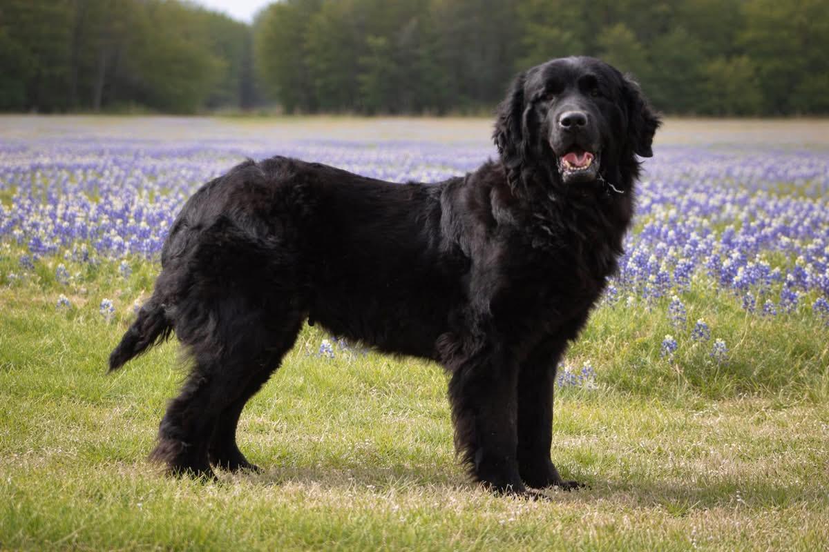 Enlarge Dorothy, a ADOPTABLE Newfoundland Dog in Wagoner, OK image 2/3