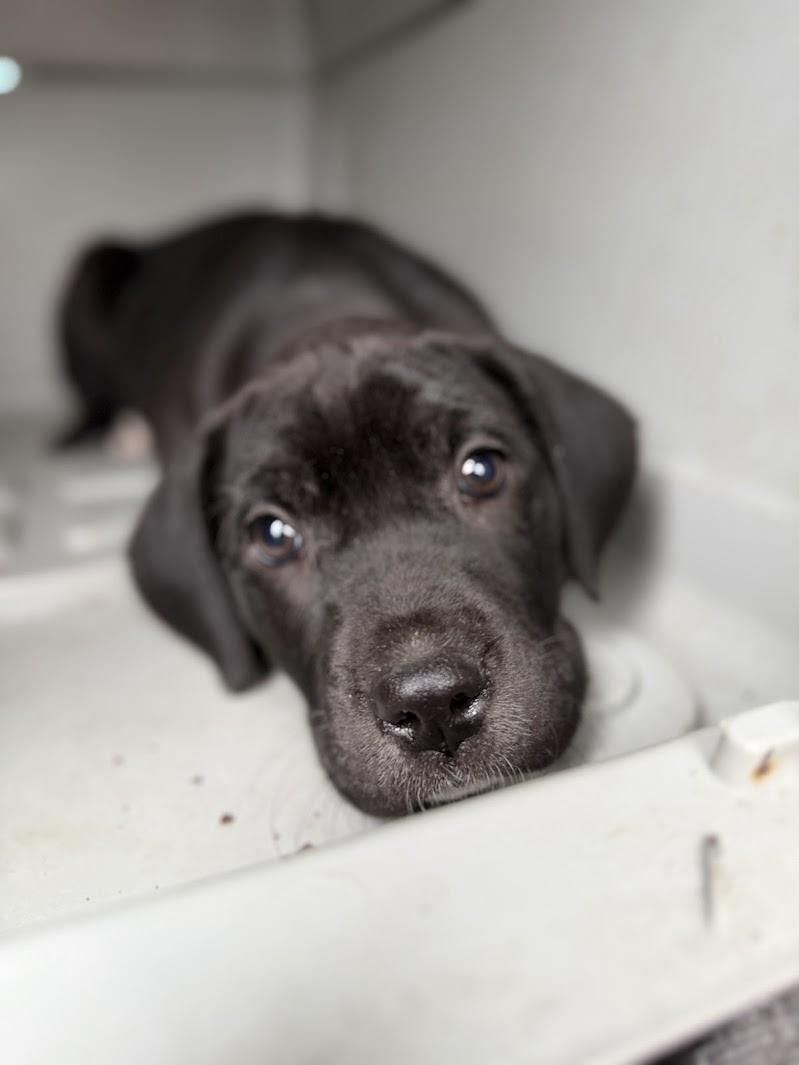 DESSERT — thumbnail 2