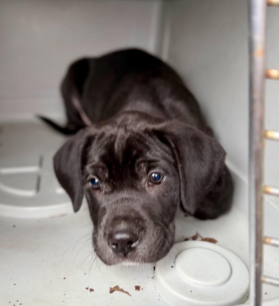 DESSERT — thumbnail 4