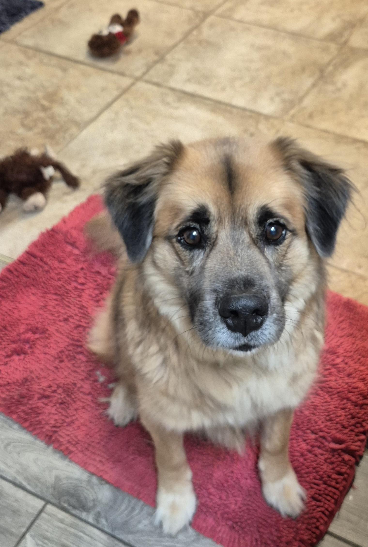 Enlarge Drew, a Adoptable mixed breed in Amissville, VA image 5/5