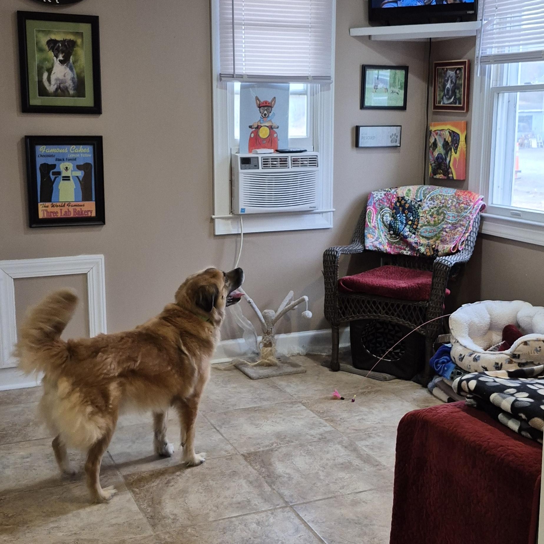 Enlarge Drew, a Adoptable mixed breed in Amissville, VA image 4/5