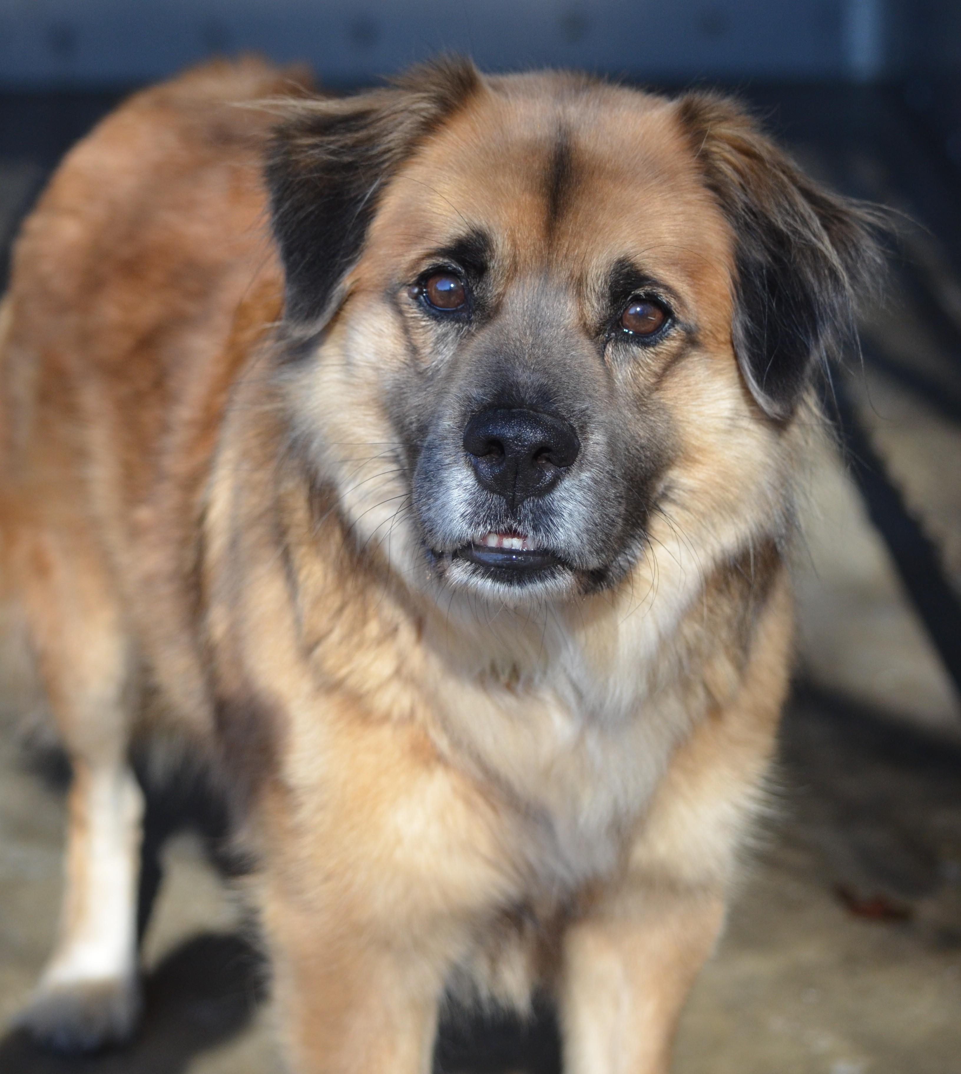 Enlarge Drew, a Adoptable mixed breed in Amissville, VA image 1/5