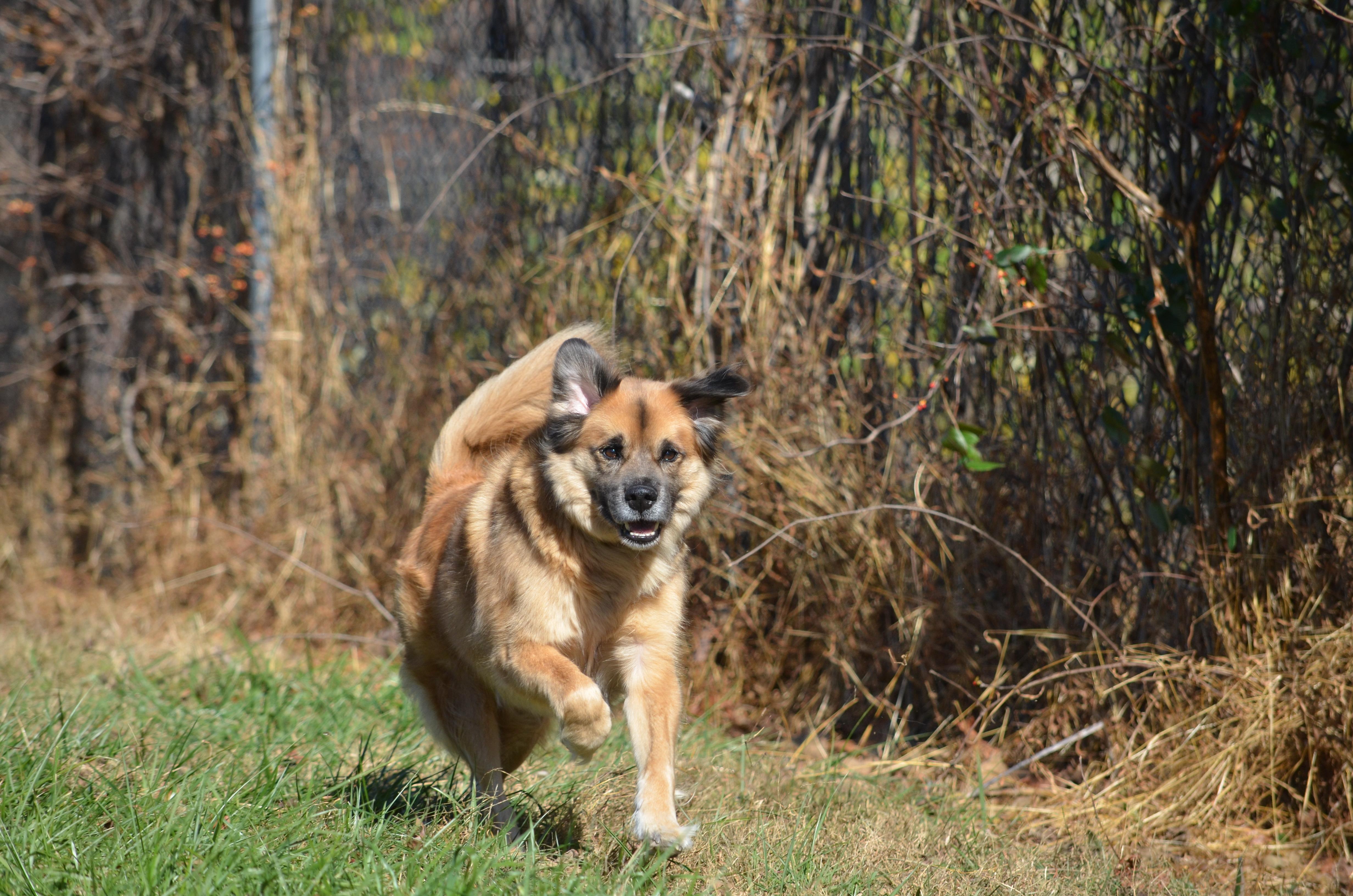 Enlarge Drew, a Adoptable mixed breed in Amissville, VA image 3/5