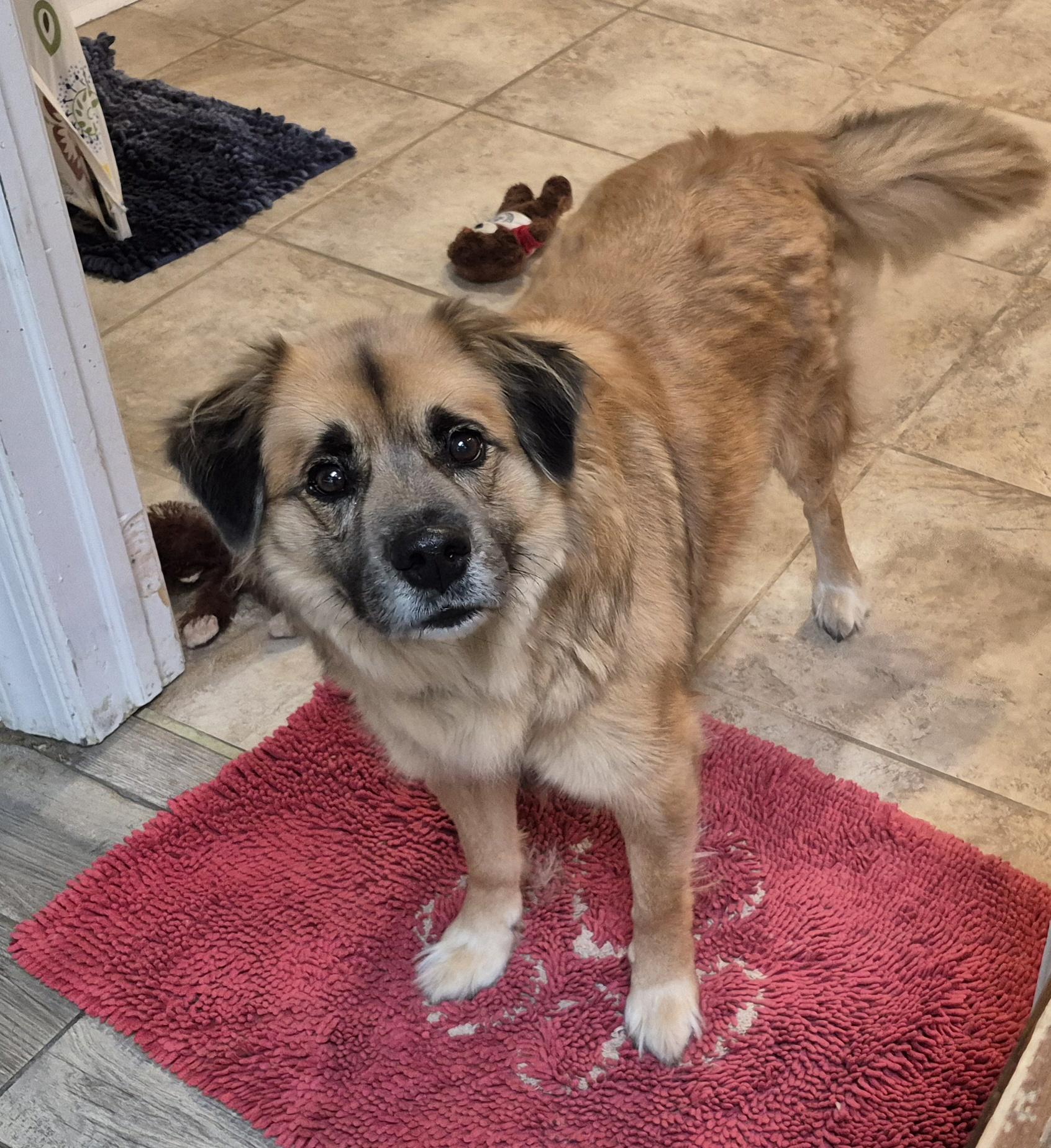 Enlarge Drew, a Adoptable mixed breed in Amissville, VA image 2/5