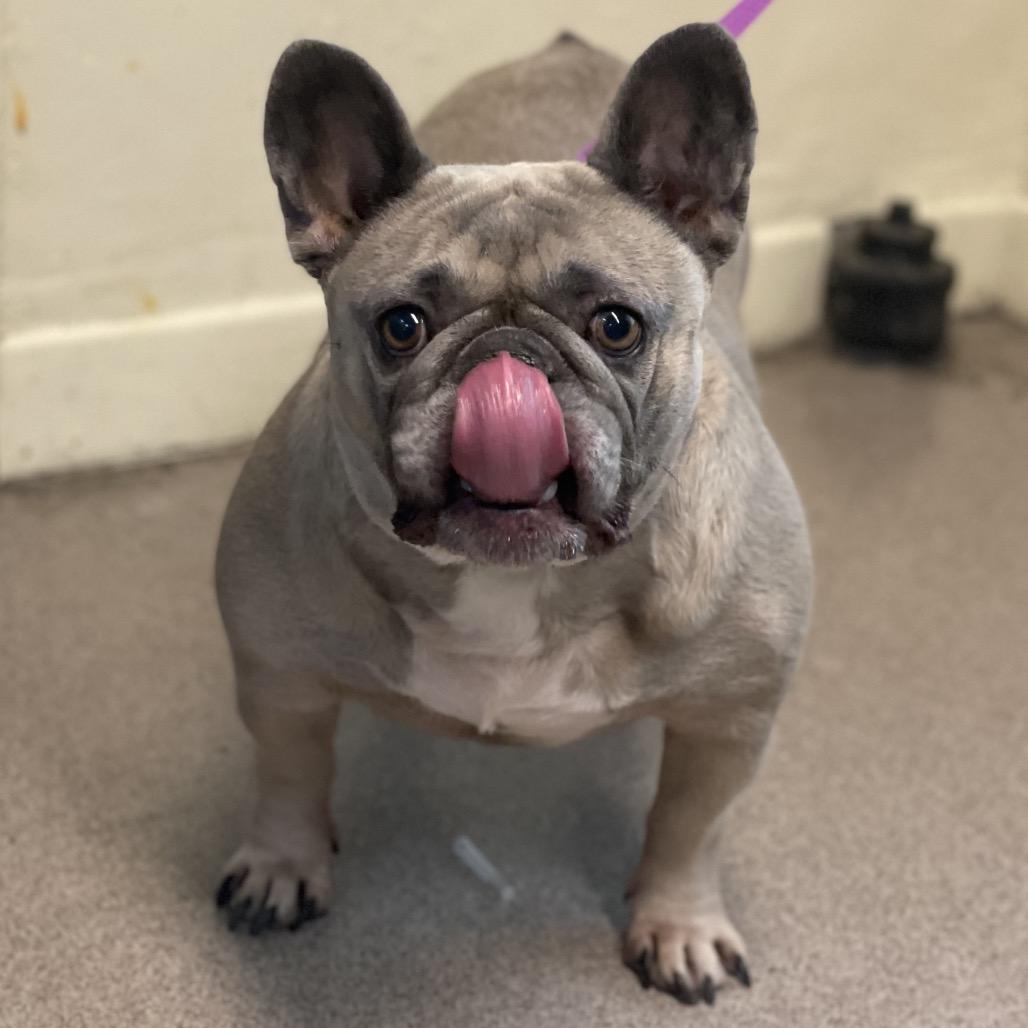 Name Unknown, Adoptable, Adult Female French Bulldog.