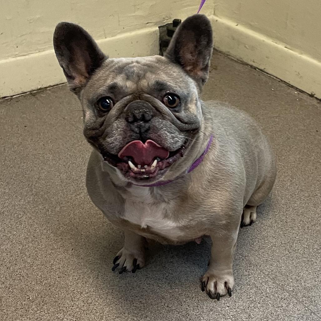 Enlarge Name Unknown, a Adoptable French Bulldog in Pasadena, CA image 2/2