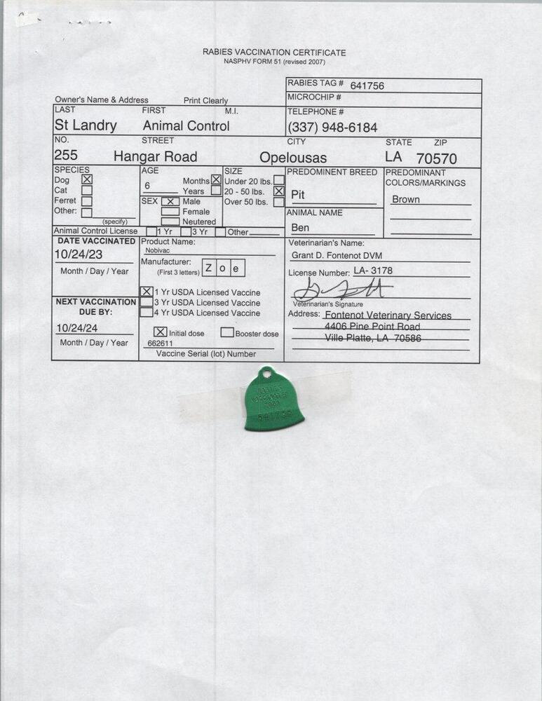 Brutus (Formerly Ben), Adoptable, Adult Male American Bully.