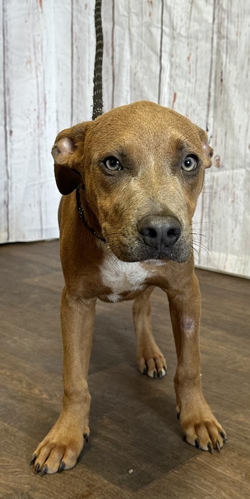 Enlarge Brutus (Formerly Ben), a Adoptable mixed breed in Opelousas, LA image 2/3