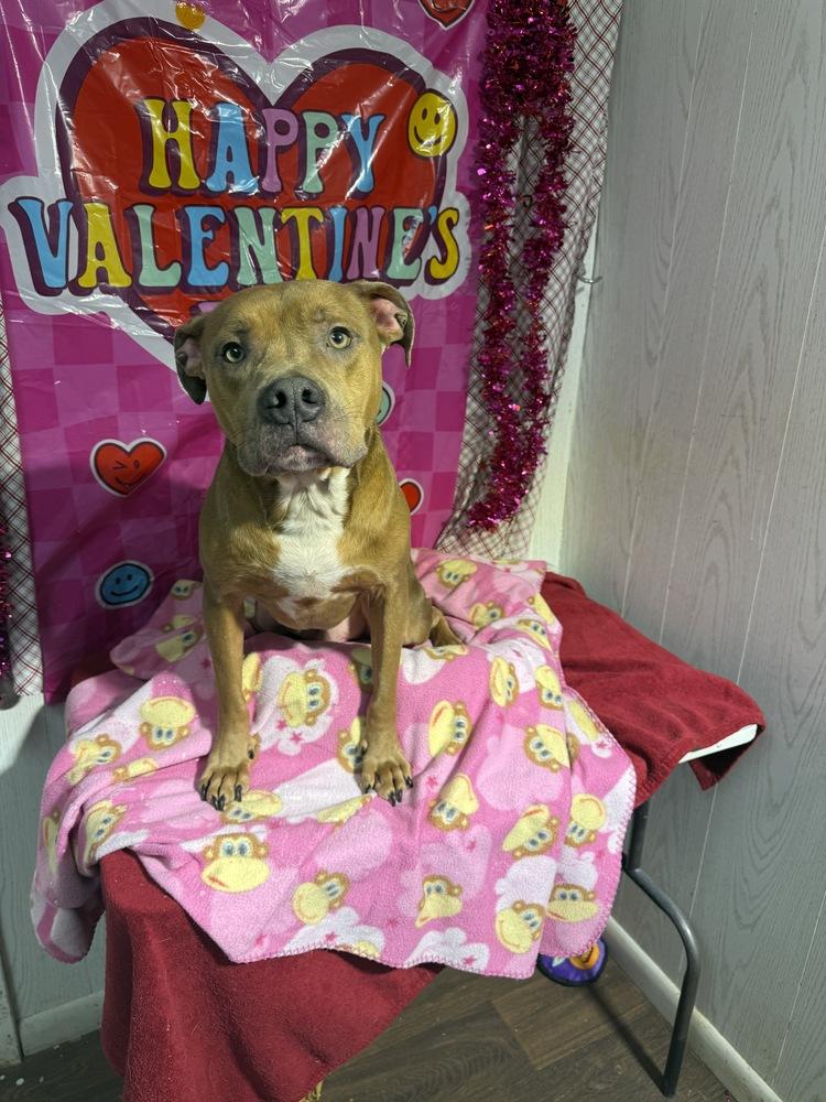 Enlarge Brutus (Formerly Ben), a Adoptable mixed breed in Opelousas, LA image 3/3