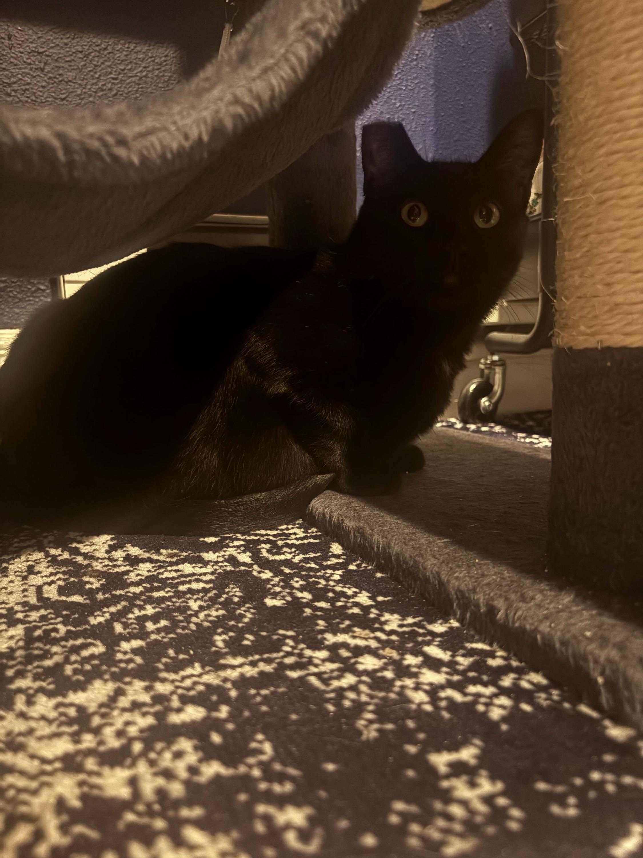 Enlarge Little Guy and Misty, a Adoptable Domestic Short Hair in Seattle, WA image 5/5