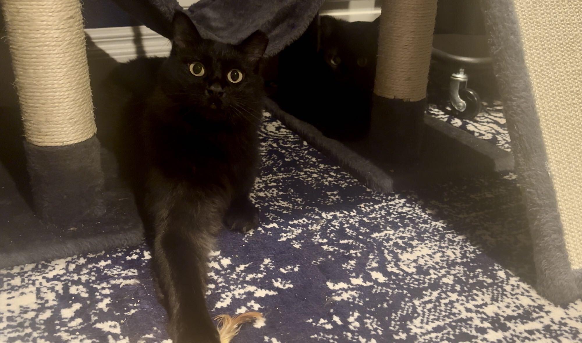 Enlarge Little Guy and Misty, a Adoptable Domestic Short Hair in Seattle, WA image 3/5