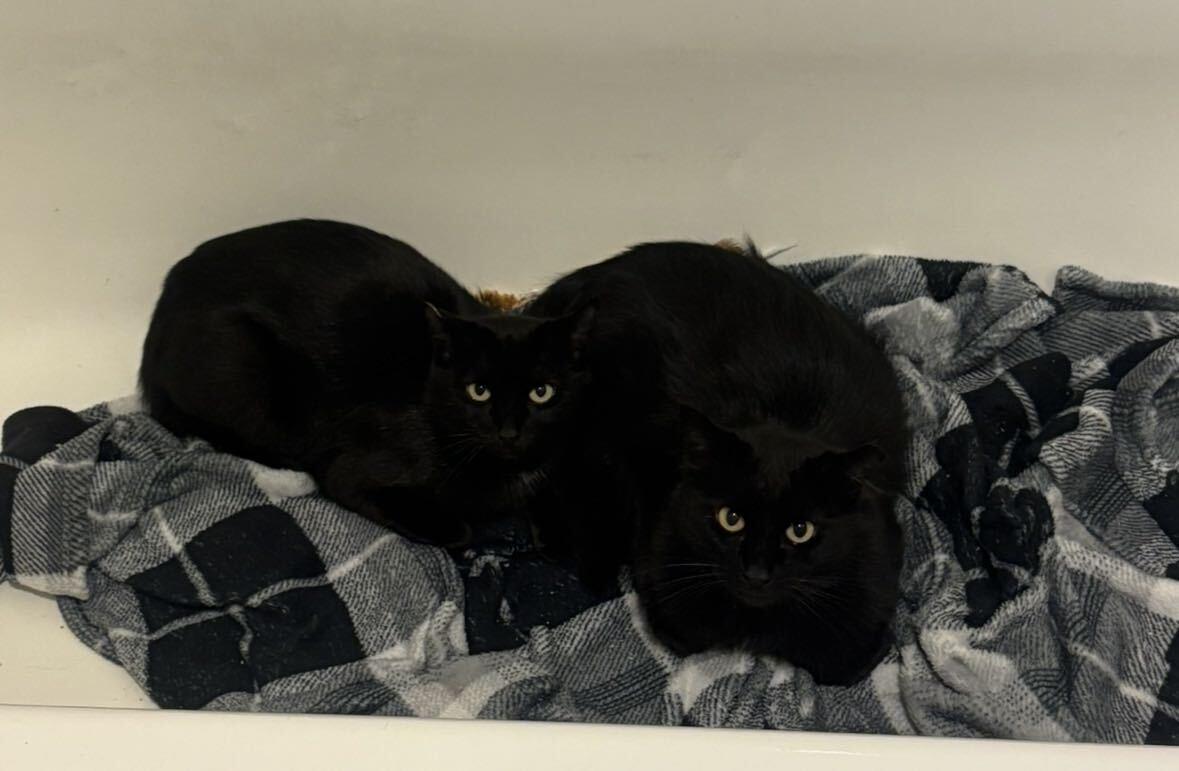 Little Guy and Misty, Adoptable, Adult Male Domestic Short Hair.