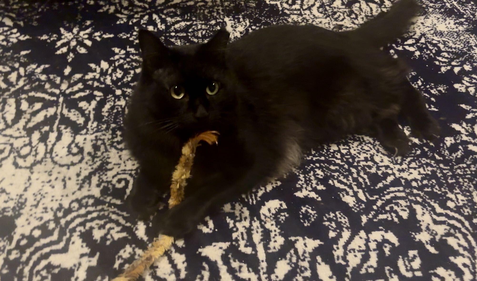 Enlarge Little Guy and Misty, a Adoptable Domestic Short Hair in Seattle, WA image 4/5