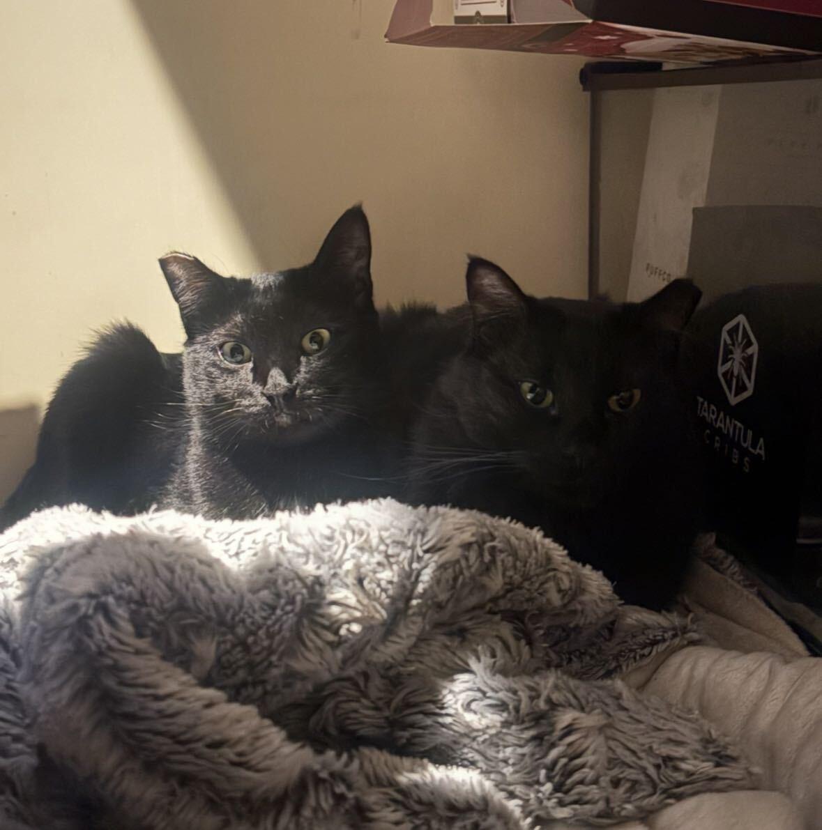Enlarge Little Guy and Misty, a Adoptable Domestic Short Hair in Seattle, WA image 2/5