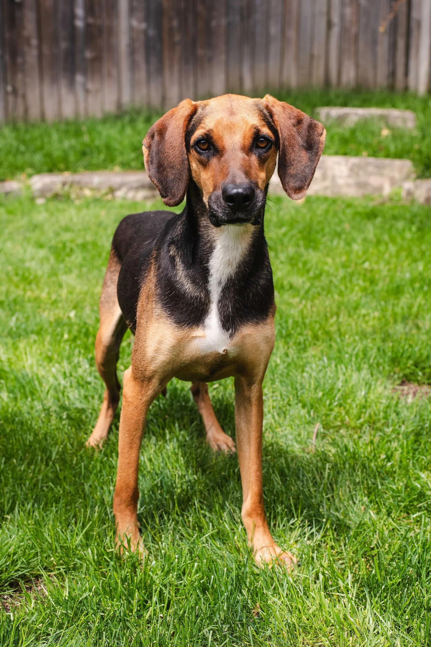Enlarge CHAMOY, a ADOPTABLE Mixed Breed in North York, ON image 1/6