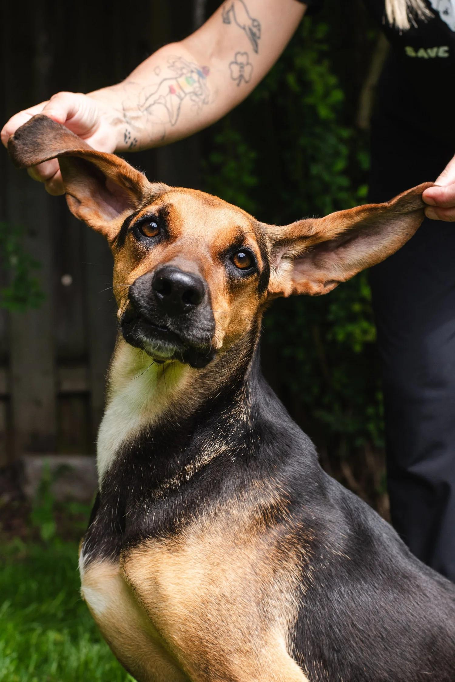 Enlarge CHAMOY, a ADOPTABLE Mixed Breed in North York, ON image 6/6