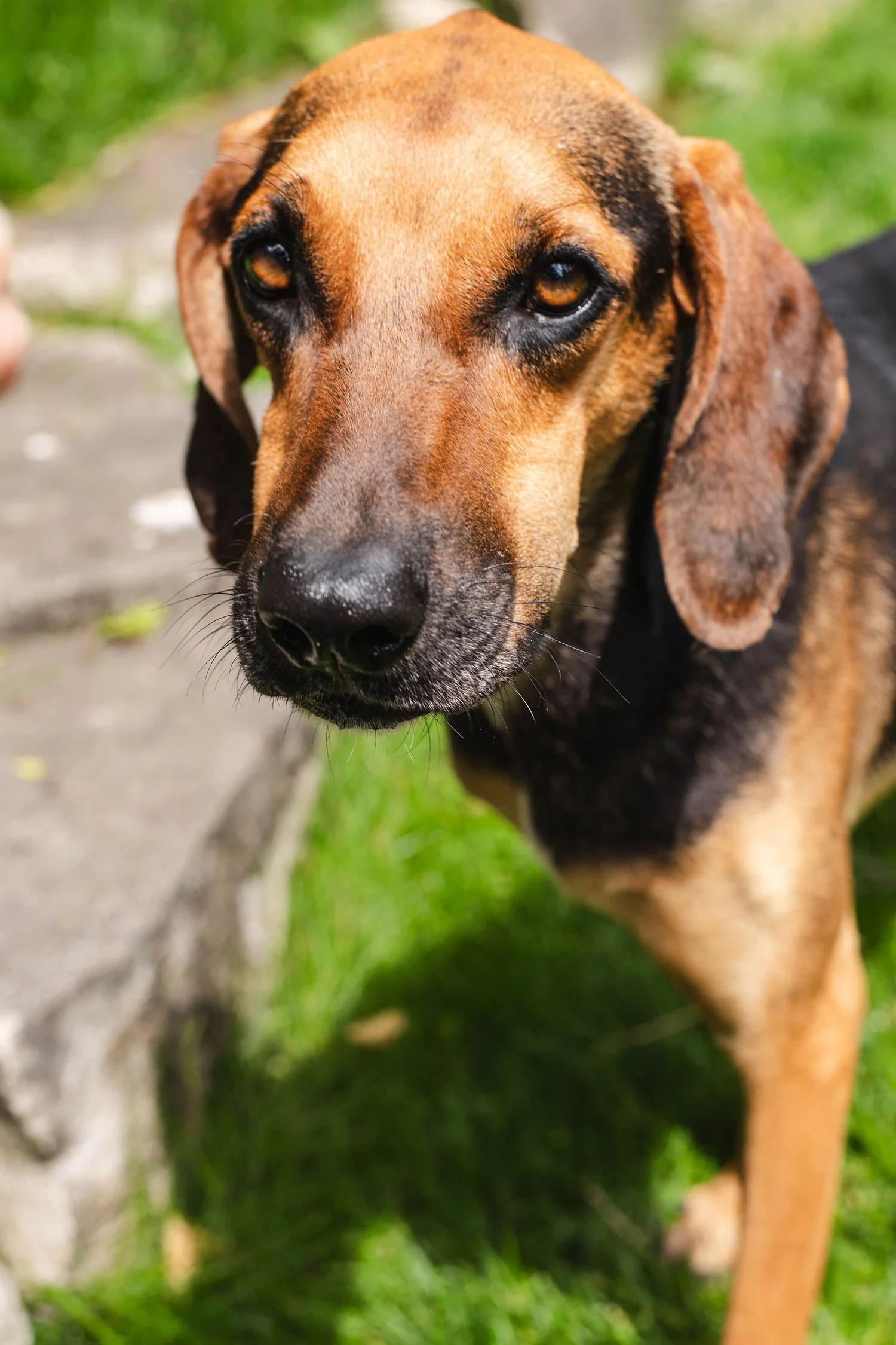Enlarge CHAMOY, a ADOPTABLE Mixed Breed in North York, ON image 3/6