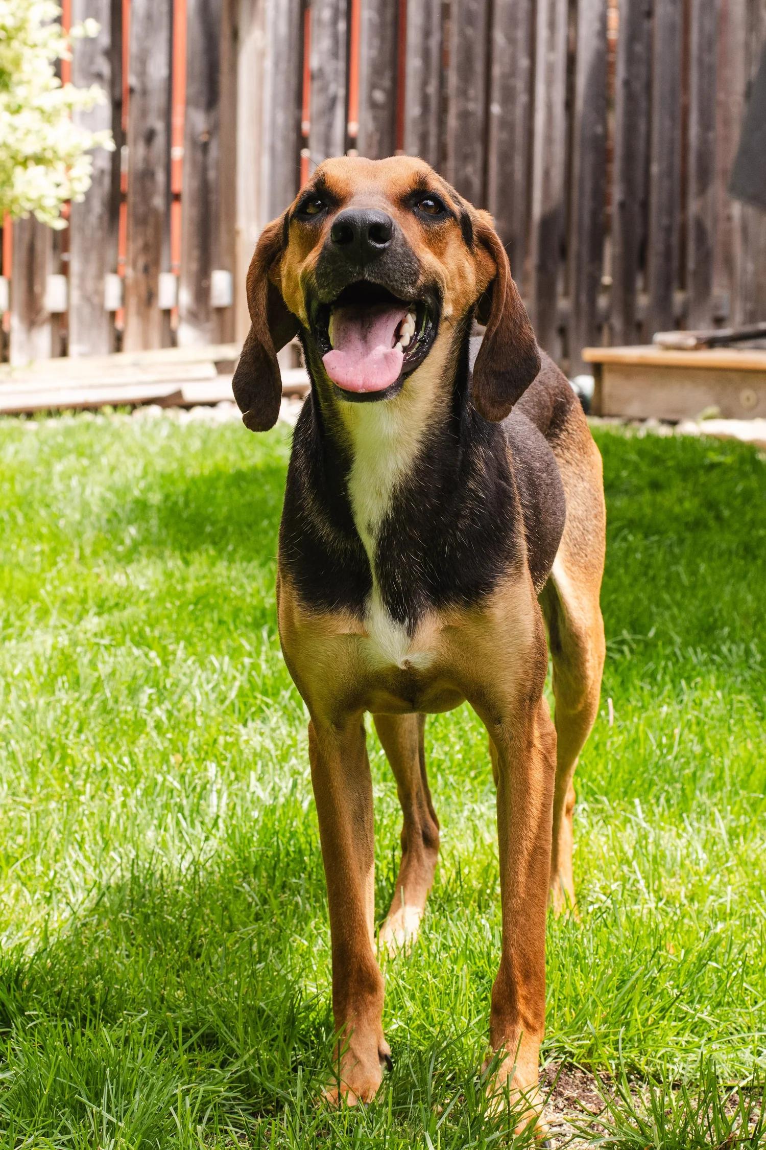 Enlarge CHAMOY, a ADOPTABLE Mixed Breed in North York, ON image 2/6