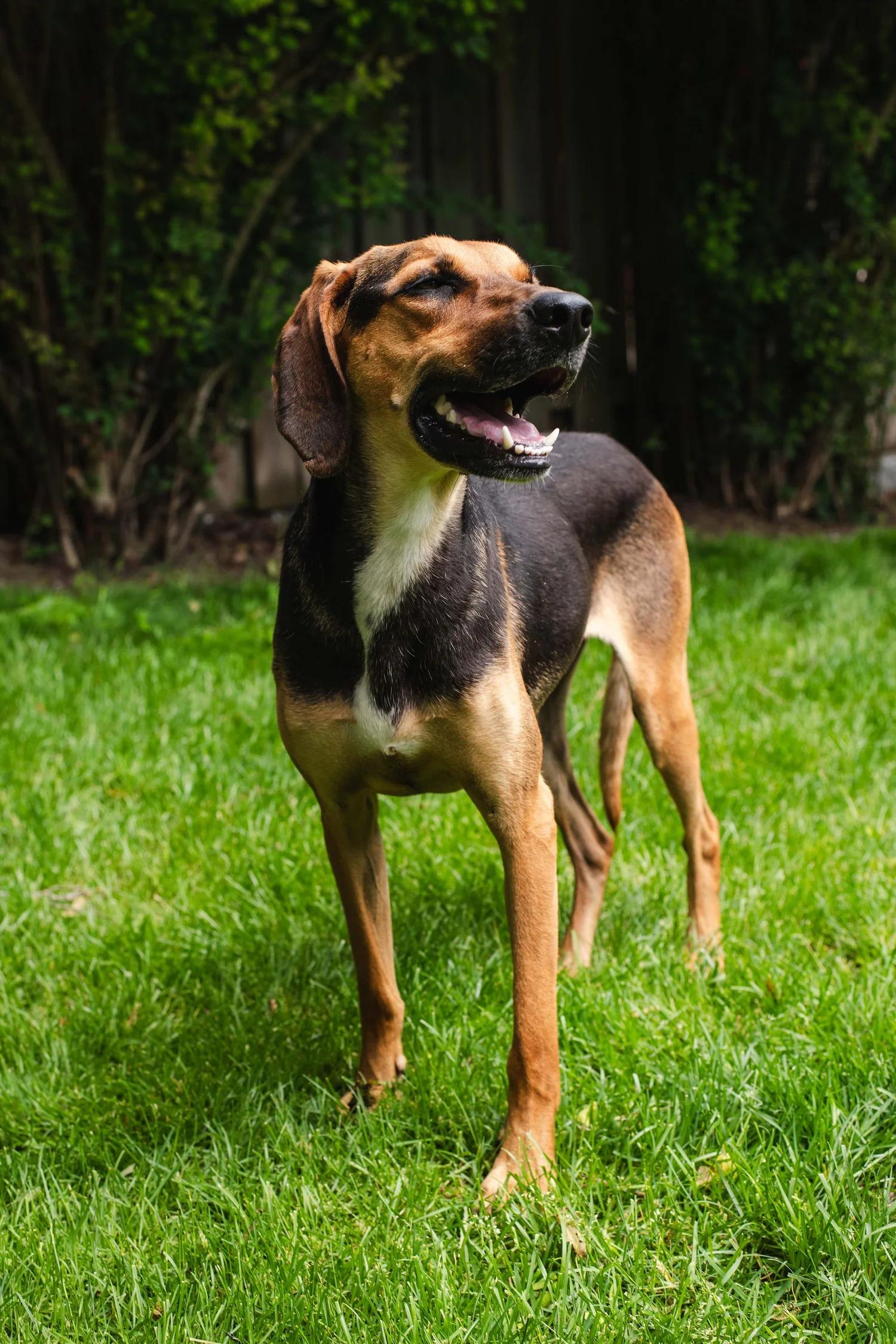 Enlarge CHAMOY, a ADOPTABLE Mixed Breed in North York, ON image 5/6