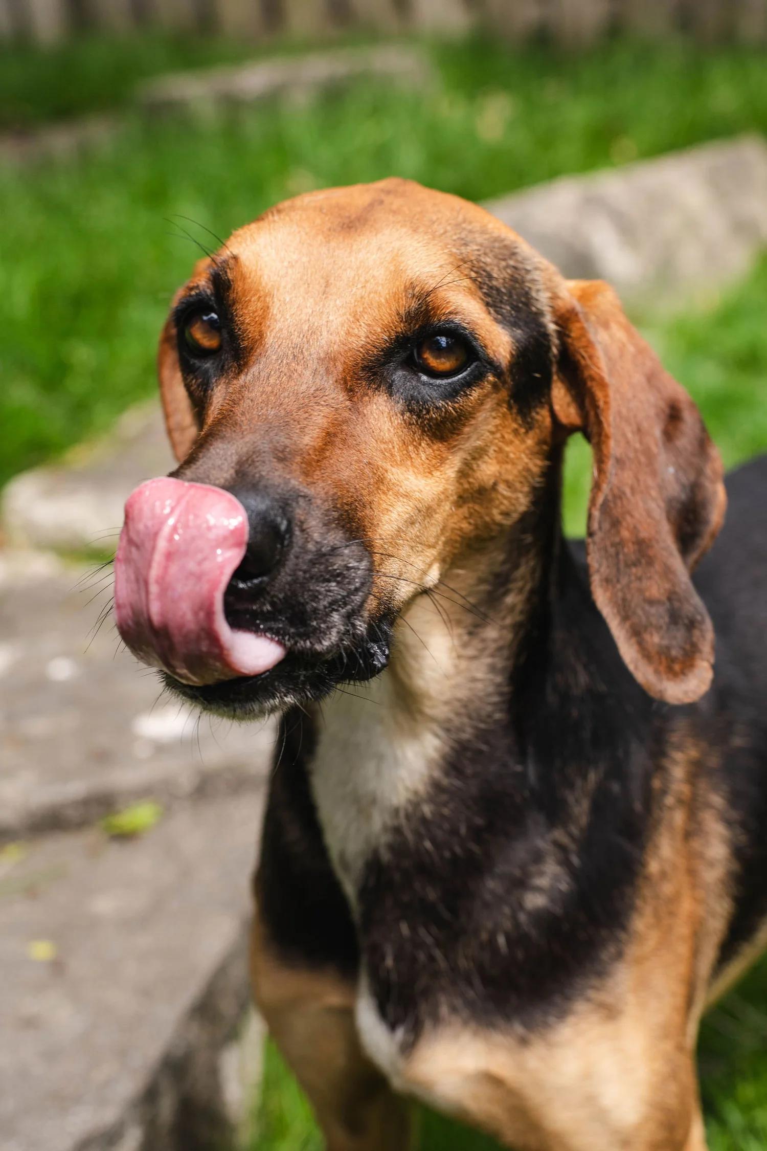 Enlarge CHAMOY, a ADOPTABLE Mixed Breed in North York, ON image 4/6