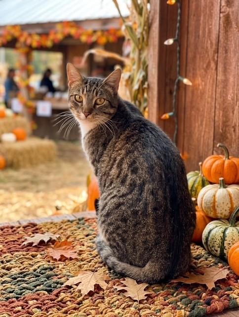 Enlarge 61851965, a Adoptable Domestic Short Hair in Elko, NV image 1/2
