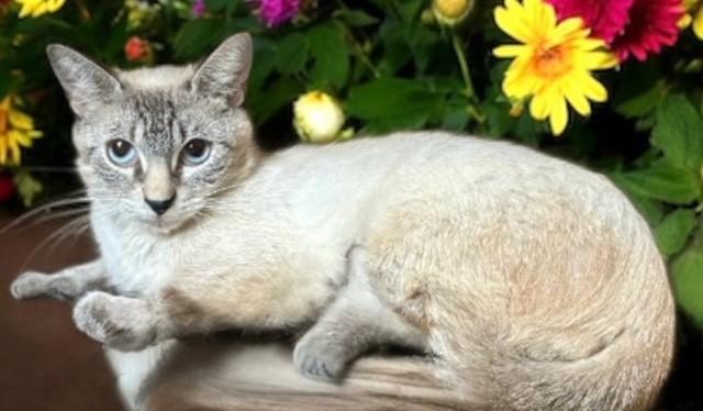 Enlarge Jewel, a Adoptable Siamese in DELRAY Beach, FL image 1/1