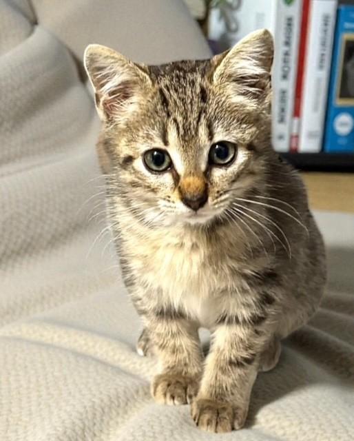 Jinga, Adoptable, Kitten Female Domestic Short Hair.