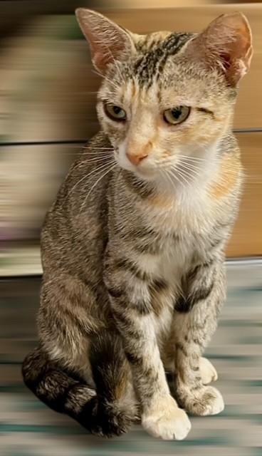 Enlarge Poppy, a Adoptable Calico in DELRAY Beach, FL image 2/2